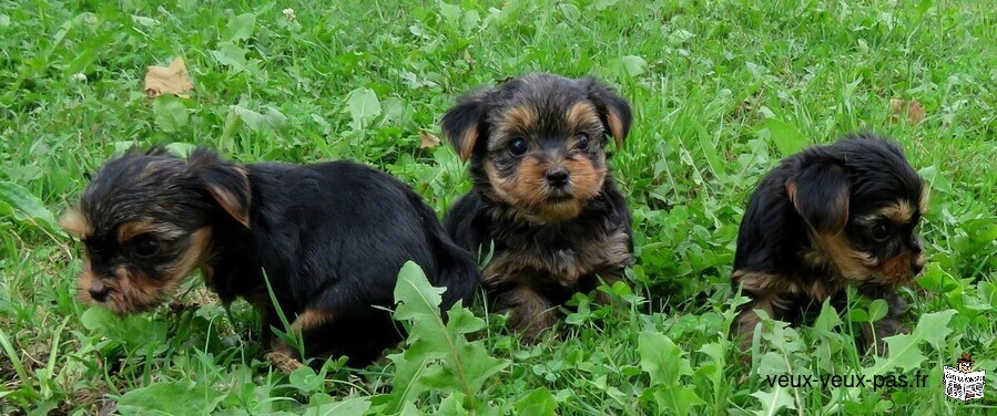Adoption Chiots Yorkshire terrier
