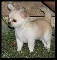 Adorable chiot Chihuahua - Femelle