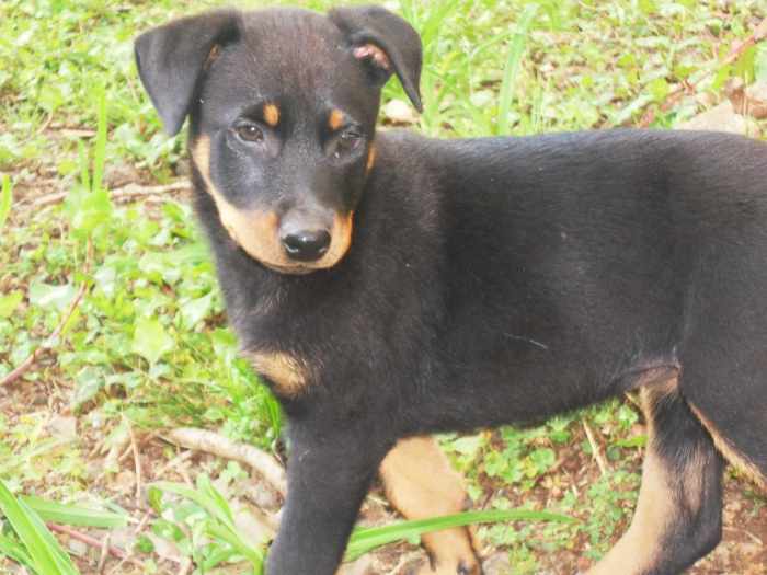 Chiot Beauceron Ile De La Reunion 974 7581 Petite Annonce Chiens Chiots Animaux Veux Veux Pas Site De Petites Annonces Gratuites