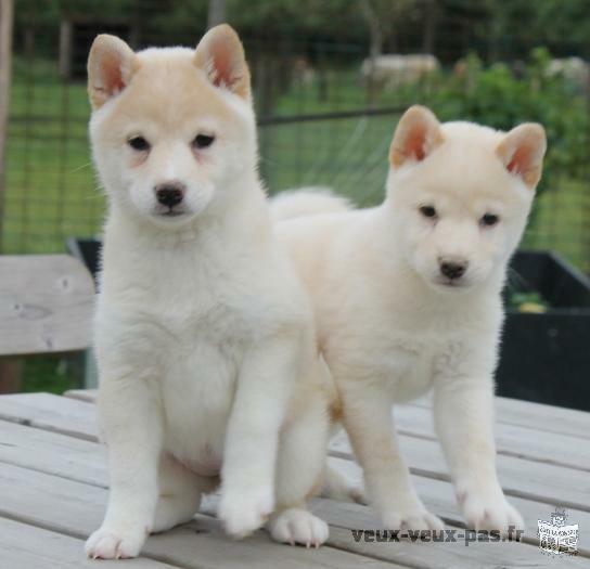 Nos chiots Shiba Inu male et femelle adopter.
