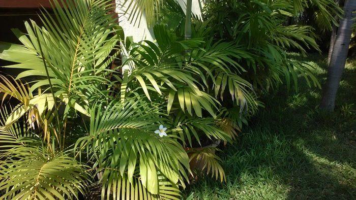 Palmiers et autres plantes diverses
