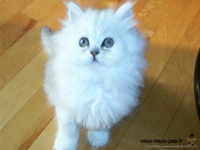 Recherche chatte persan blanche ou chatte blanche à long poils
