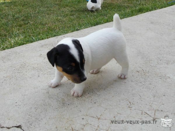 chiot Jack Russell
