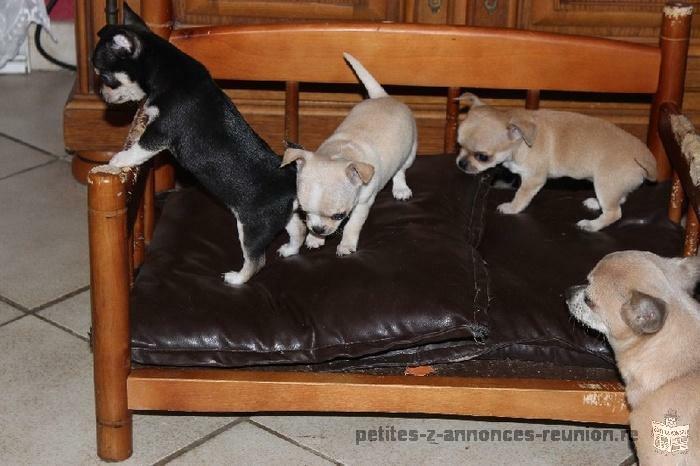 chiots types chihuahua pour votre famille