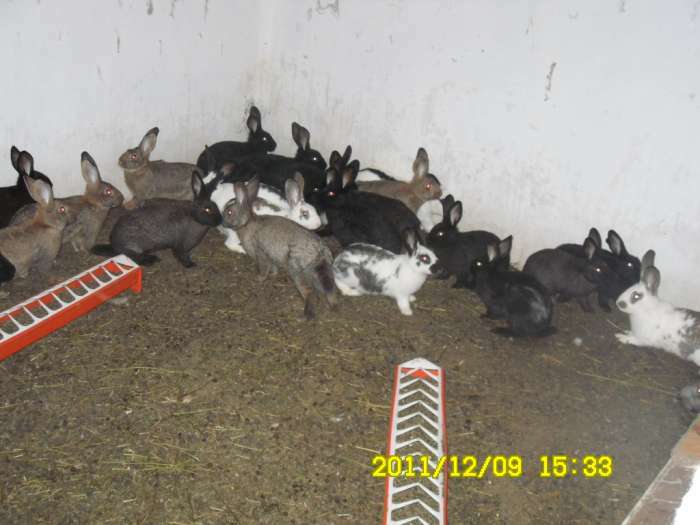 lapins fermier a vendre