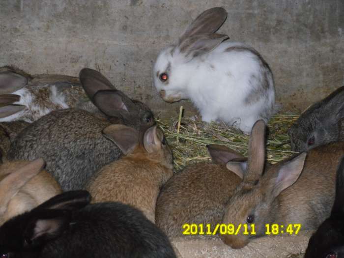 lapins fermiers a vendre races geant des falndres, papillon geant francais, chamois, californiens,