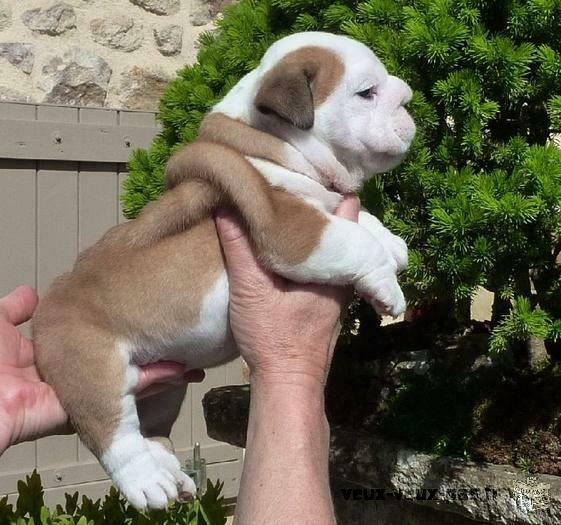 magnifique Bulldog Anglais petit mâle fauve et blanc très puissant