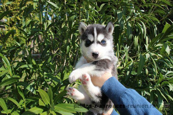 magnifique chiot type husky siberien pour votre famille