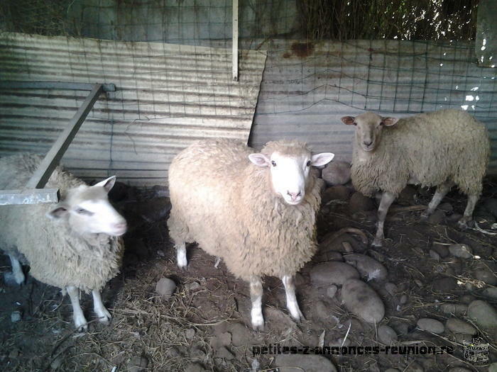 vend mouton belier
